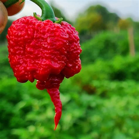 Carolina Reaper Vs Ghost Pepper