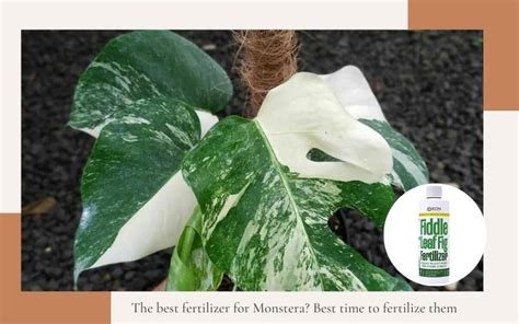 Best Fertilizer For Monstera Deliciosa Adansonii Albo