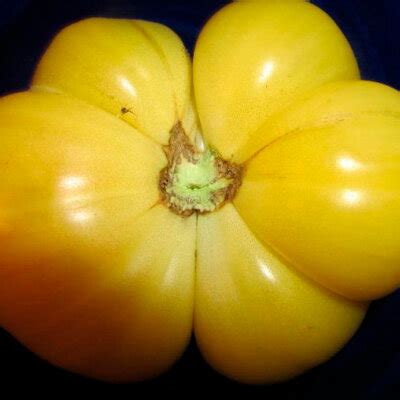 Heirloom White Tomesol Tomatoes Organic Seeds