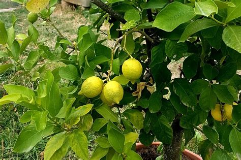 Come Coltivare Il Limone In Vaso Cure E Malattie Degli Agrumi