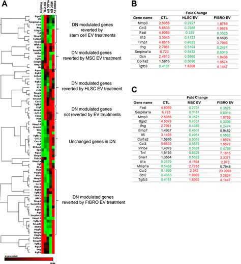 Expression Of Fibrosis Related Genes In Diabetic Nephropathy A