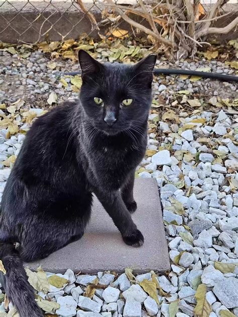 Cat adoption in Albuquerque, NM 87102: domestic shorthair Cat "Amigo"