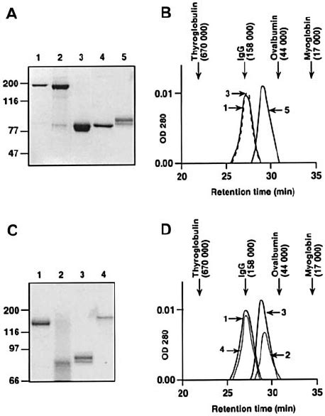 Sds Page And Size Exclusion Chromatography Of Plasma Derived And