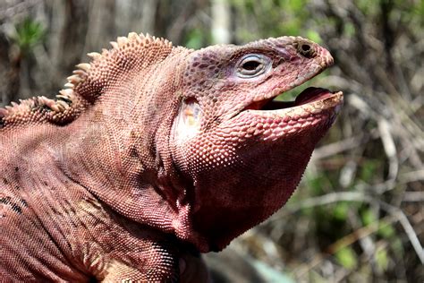 Celebrating Galápagos National Park's 64-Year Conservation Legacy ...