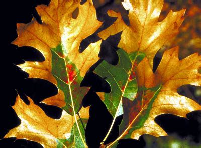 Oak wilt: Diagnosing and preventing - MSU Extension