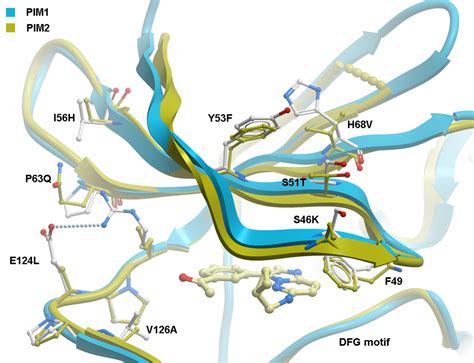 protein kinases  pim story oxford protein informatics group