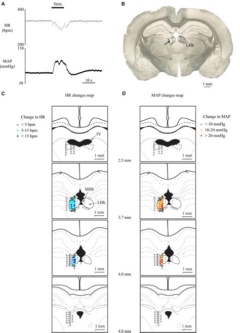 Frontiers Lateral Habenula Regulates Cardiovascular Autonomic