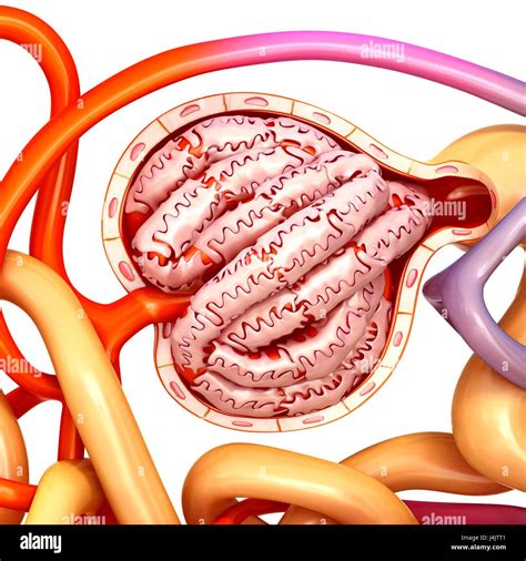 Glomerulus structure in a kidney hi-res stock photography and images - Alamy