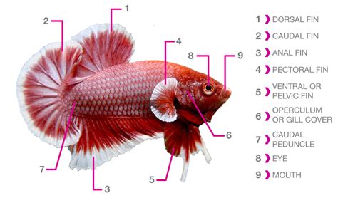 Betta Fish Anatomy | Fish Care