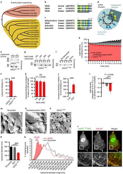 Analyses Of Uaca Reveal That Combinations Of An N Terminal Amphipathic Download Scientific