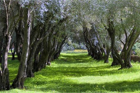 Olive Grove In March Olive Grove Evergreen