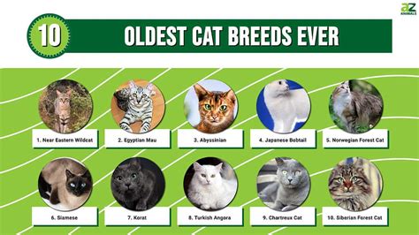 The Top 10 Oldest Cat Breeds Ever - A-Z Animals