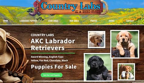 12 Fox Red Labrador Breeders | Quality Lab Puppies for Sale