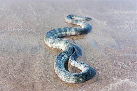 모래 위에 있는 부리 바다 뱀 바다뱀에 대한 스톡 사진 및 기타 이미지 바다뱀 뱀 기어가기 Istock