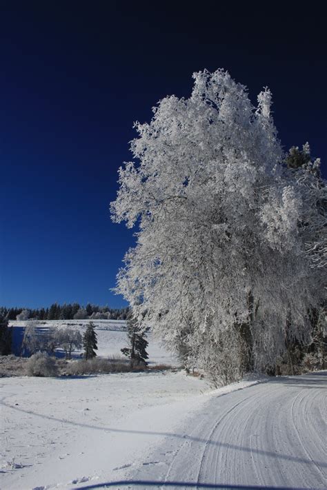 Gratis billeder landskab træ natur vinter sollys frost Frankrig