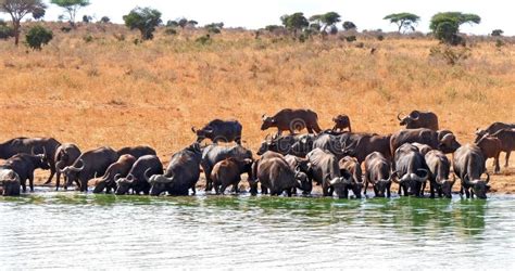 African Buffalo Syncerus Caffer Herd Drinking At Water Hole Tsavo