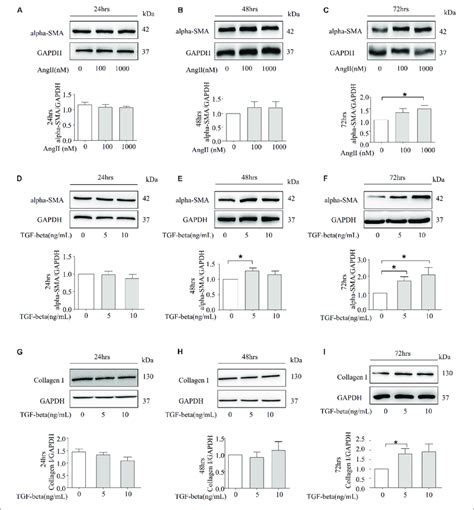 Ang II And TGF Beta Are Capable Of Inducing Fibrosis In NRK 52E