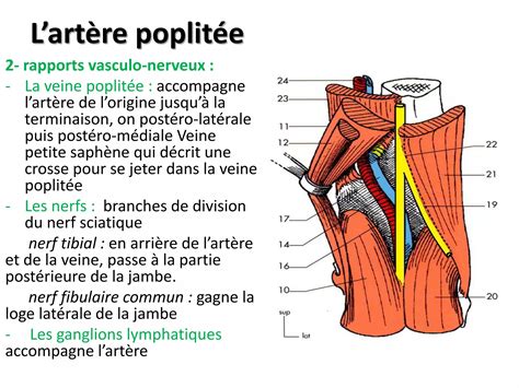 Anatomie Vascularisation Du Membre Inferieur Pdf