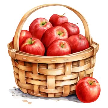 A Basket Of Apples Watercolor Apples Watercolor A Basket Of Apples