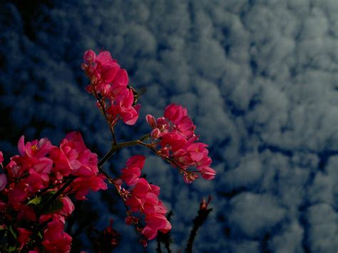 Gambar Pohon Alam Cabang Mekar Menanam Langit Daun Bunga Musim