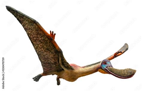 Pterodaustro Is A Genus Of Ctenochasmatid Pterodactyloid Pterosaur And