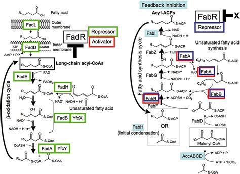 Fatty Acid Pathway