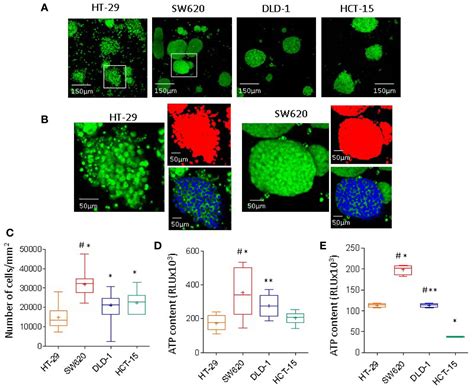 Frontiers Physical Characterization Of Colorectal Cancer Spheroids And Evaluation Of Nk Cell