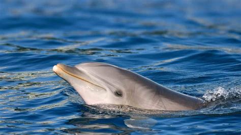 100+ Best Dolphin Names For Marine Mammals