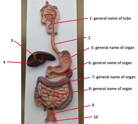 Digestive Part 3 Diagram Quizlet