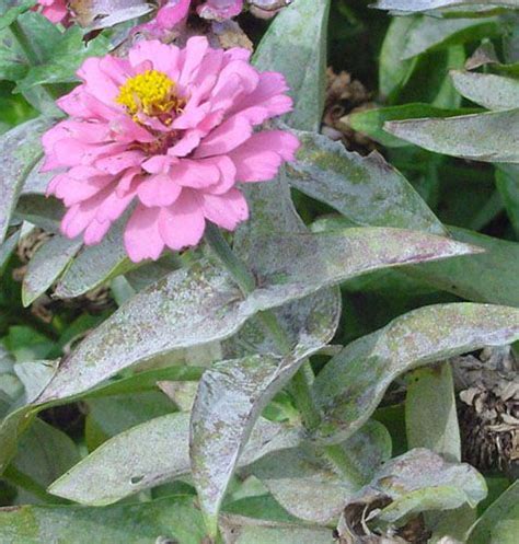 Powdery Mildew On Peony Vine Crops Lilacs Roses Ndsu Cass County