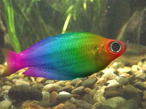 Tropical Rainbow Fish