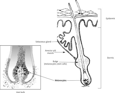 Melanocytes