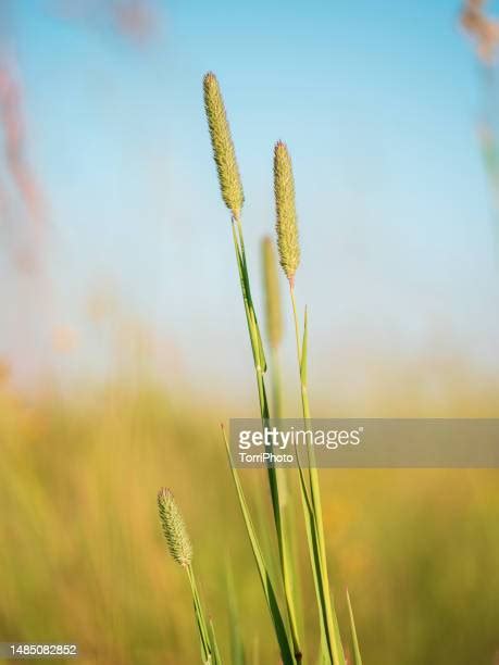 4658 Timothy Grass Stock Photos High Res Pictures And Images Getty