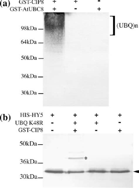 Figure 1 From Biochemical Evidence For Ubiquitin Ligase Activity Of The