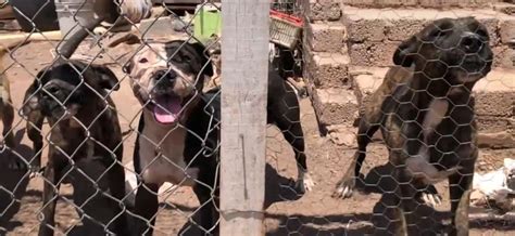 Jaur A De Perros Pitbull Matan A Hombre En La Venada En Guanajuato