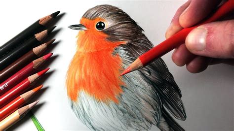 How To Draw A Realistic Robin Bird Step By Step - DRAW SO CUTE