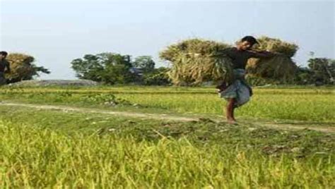 Bangladesh’s agriculture sector NPLs rise 14% in July-April