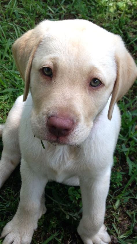 Dudley Labs Labrador Retriever Labrador Retriever Training