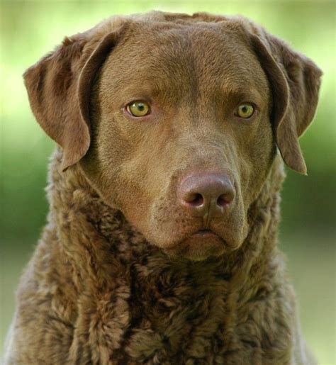 Typical Cbr Intensity Chesapeake Bay Retriever Puppy Chesapeake Bay