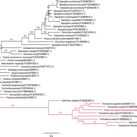 The Phylogenetic Tree Constructed By The Maximum Likelihood Method