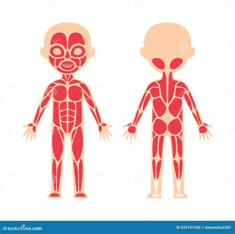 Sistema Muscular Humano Esquema Y Plantilla Para La Lección De Biología Anatómica Vista