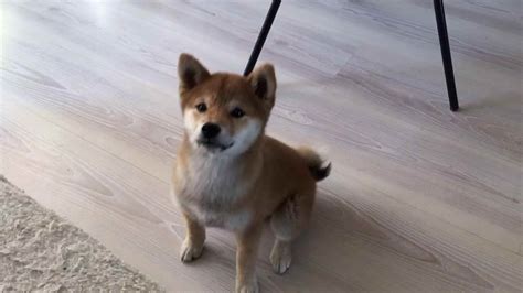 Baby Shiba Inu | PETSIDI