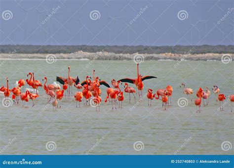 Lots of Pink Flamingos in Las Coloradas Stock Image - Image of exotic ...