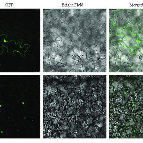 Subcellular Localization Of Pcambia Egfp Flag Ghglk Fusion