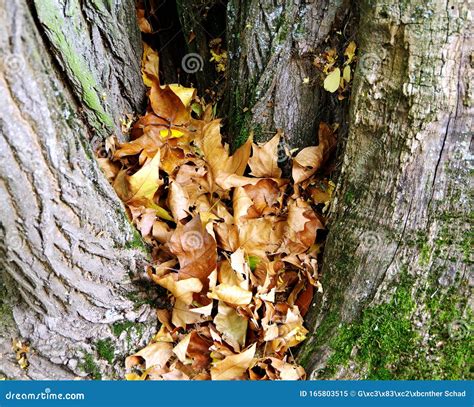 Withered Autumn Leaves Gather In A Branch Fork 1 Stock Image Image Of