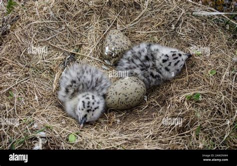 Herring Gull Nest With Chicks Hatching In Newfoundland Canada Stock