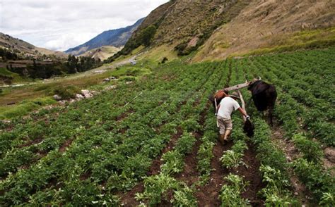 La Poblaci N Rural Podr A Aprovechar El Crecimiento Del E Commerce En