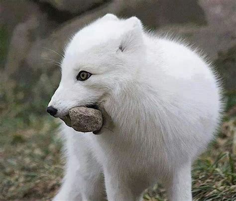 Raposa Do ártico Arctic Fox Baby Dogs Animals Beautiful