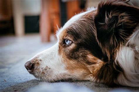 C Mo Prevenir Y Tratar Problemas De Piel En Los Border Collie