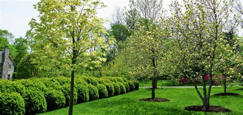 Mulching Around Plants & Trees | Top 10 Tips from Pros